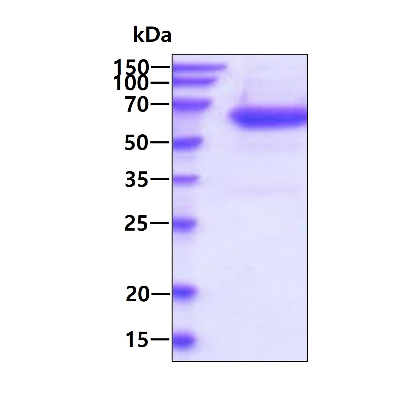 3 μg by SDS-PAGE under reducing condition and visualized by coomassie blue stain.
